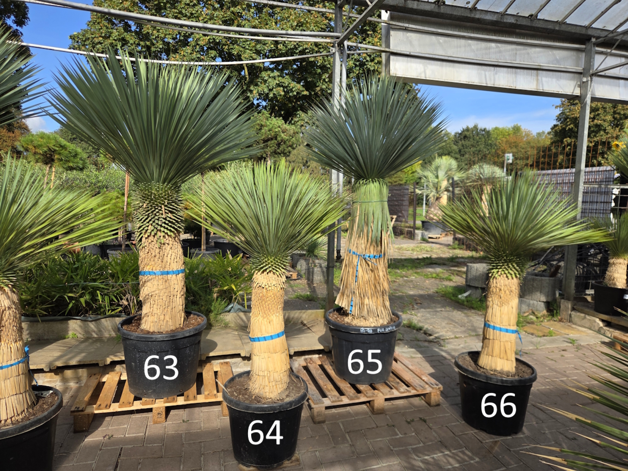 Preview: Yucca Rostrata 165 cm - genau den im Bild mit der Nr.64